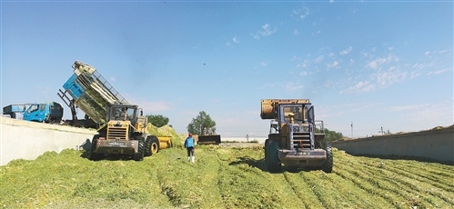 我國自主研發(fā)青貯飼料專用復(fù)合微生物菌劑，推動生物飼料產(chǎn)業(yè)創(chuàng)新發(fā)展